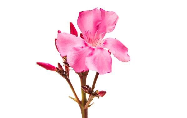 Oleander Flowers Isolated White Background — Stock Photo, Image