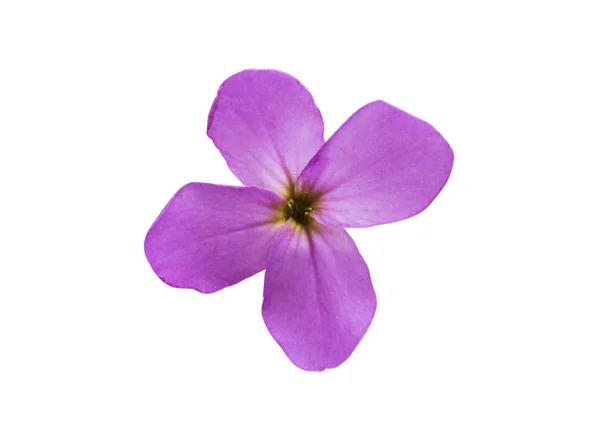 Små Lila Blommor Isolerad Vit Bakgrund — Stockfoto