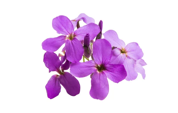 Små Lila Blommor Isolerad Vit Bakgrund — Stockfoto