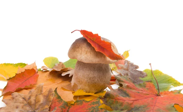 白色蘑菇与秋叶查出的白色背景 — 图库照片
