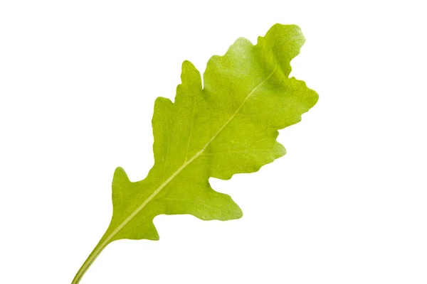 Leaf Arugula Isolated White Background — Stock Photo, Image