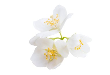 yasemin çiçeği beyaz arkaplanda izole edilmiş