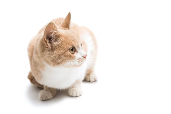 Giovane Gatto Isolato Sfondo Bianco — Foto Stock