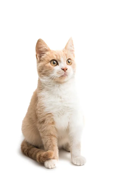 Mladá Kočka Izolovaných Bílém Pozadí — Stock fotografie