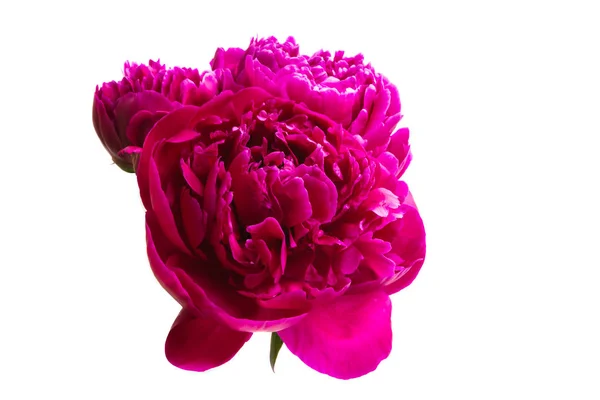 Fiore Peonia Isolato Sfondo Bianco — Foto Stock