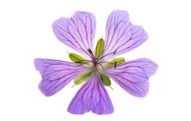 Beyaz arkaplanda izole edilmiş sardunya çiçekleri