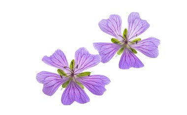 Beyaz arkaplanda izole edilmiş sardunya çiçekleri