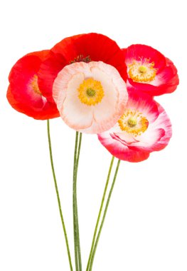 Kırmızı gelincikler beyaz arkaplanda izole edilmiş