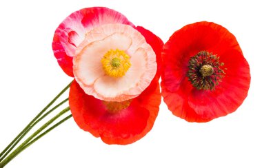 Kırmızı gelincikler beyaz arkaplanda izole edilmiş