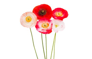 Kırmızı gelincikler beyaz arkaplanda izole edilmiş