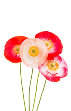Kırmızı gelincikler beyaz arkaplanda izole edilmiş