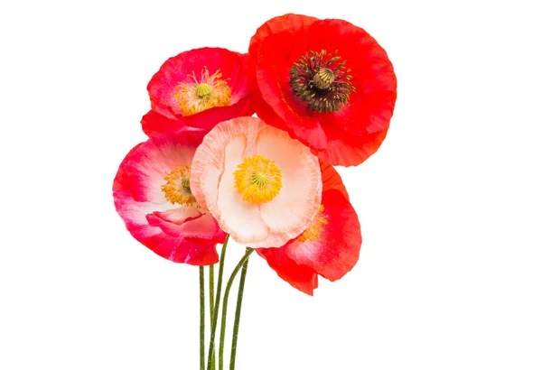 Red Poppies Isolated White Background — Stock Photo, Image