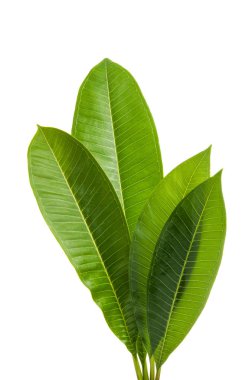 Beyaz arkaplanda Frangipani yaprağı izole