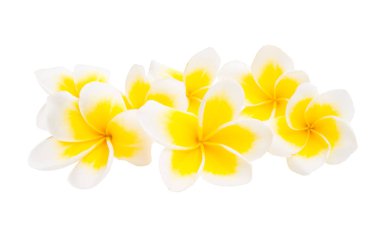 Beyaz arkaplanda izole Frangipani çiçeği