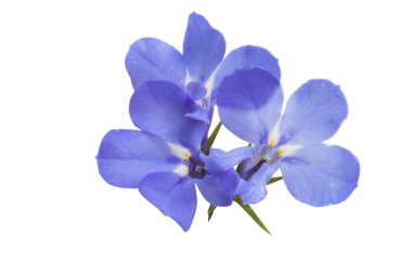 Lobelia mavi beyaz arka plan üzerinde izole
