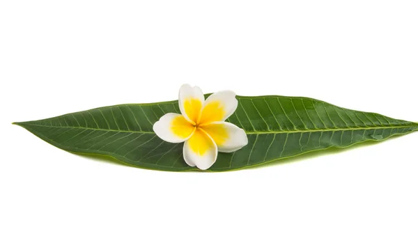 Frangipani Blomma Isolerad Vit Bakgrund — Stockfoto