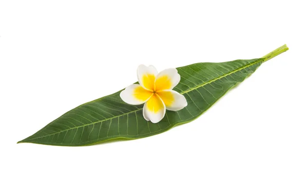 Frangipani Blomma Isolerad Vit Bakgrund — Stockfoto