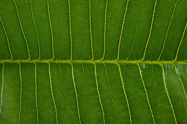 白い背景に孤立したフランジパニの葉 — ストック写真
