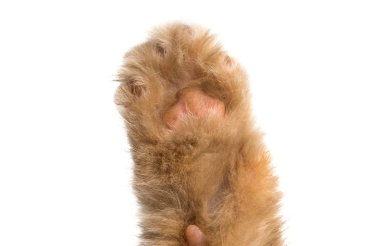 Beyaz arkaplanda izole kedi pençesi