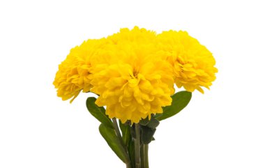 Beyaz arkaplanda sarı kasımpatı izole