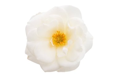 Beyaz arkaplanda izole edilmiş beyaz gül