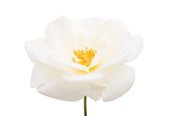 白色的玫瑰 背景为白色 — 图库照片