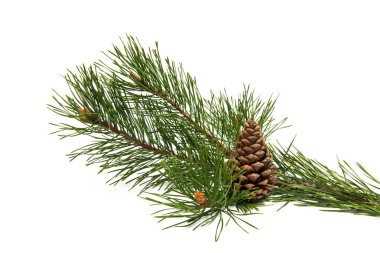 Beyaz arka plan üzerinde izole koni ile çam dalı