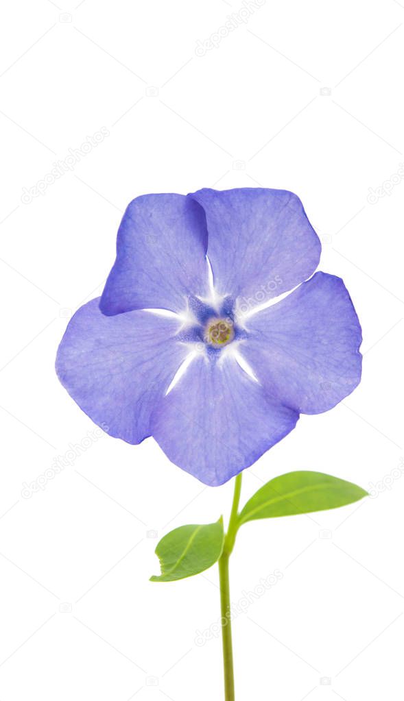 vinca flower isolated on white background