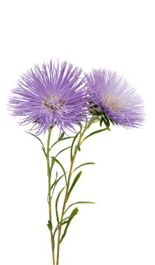 Kasımpatı çiçeği beyaz arkaplanda izole edilmiş.