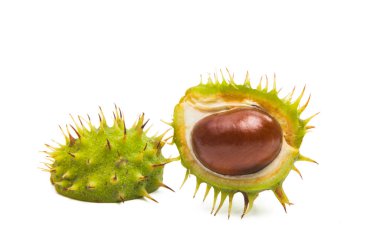 ile kestane kabuğu üzerinde izole beyaz arka plan