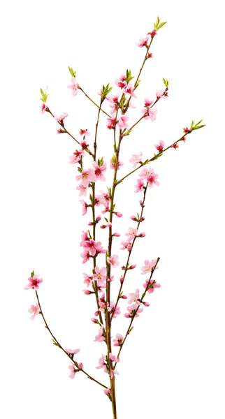 Fleurs Sakura Isolées Sur Fond Blanc — Photo