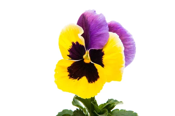 Pansy Isolerad Vit Bakgrund — Stockfoto