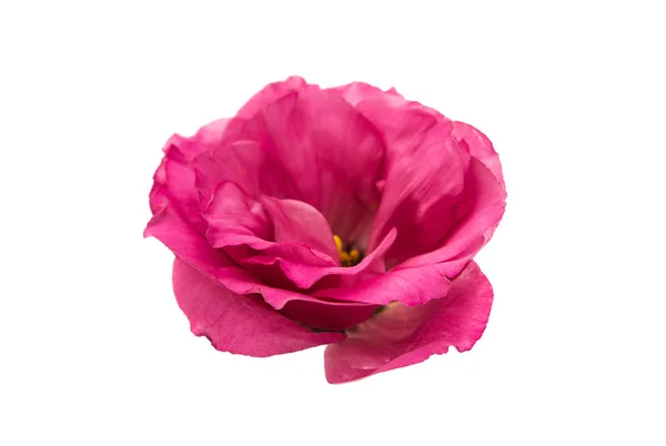 Eustoma Rosso Isolato Sfondo Bianco — Foto Stock