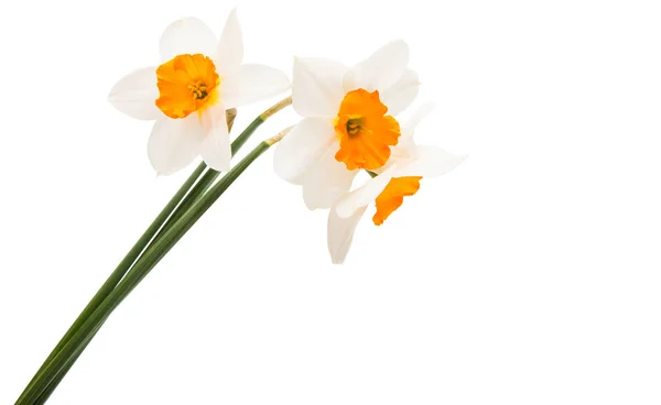 Flores Daffodil Isoladas Fundo Branco — Fotografia de Stock