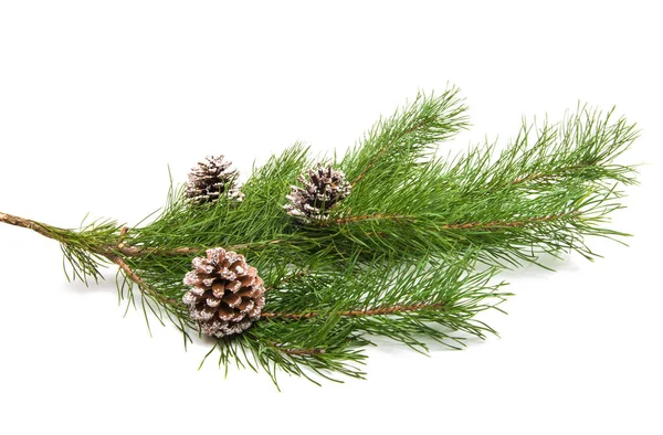 Pine Tak Met Kegel Geïsoleerd Witte Achtergrond — Stockfoto