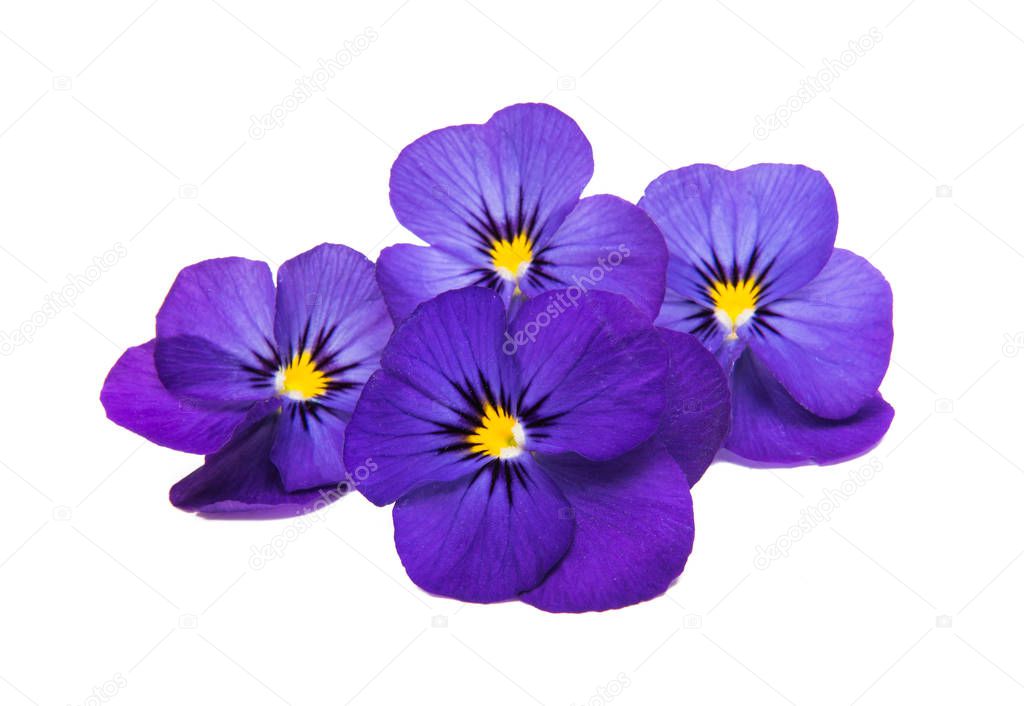 pansy isolated on white background