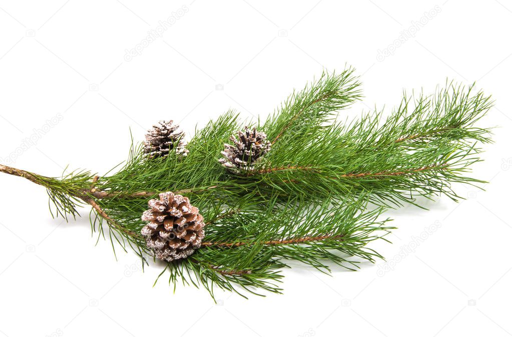pine branch with cone isolated on white background