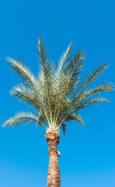 Mavi gökyüzüne karşı palmiye ağacı