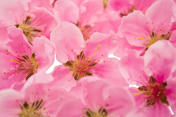 Sakura Blommor Isolerad Vit Bakgrund — Stockfoto