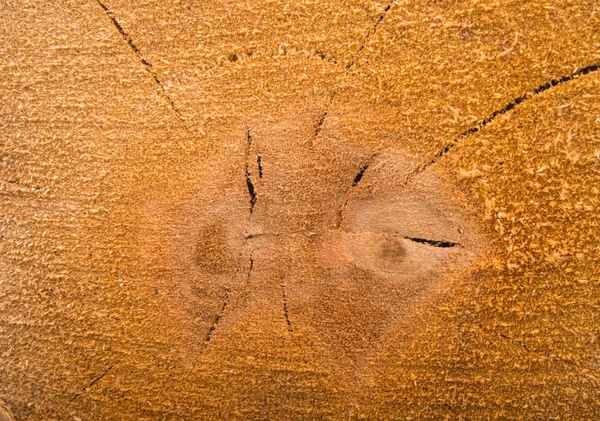 Log Nature Closeup Hintergrund — Stockfoto