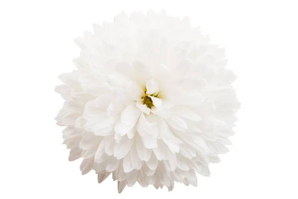 Chrysant Geïsoleerd Witte Achtergrond — Stockfoto