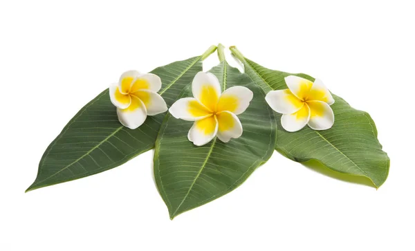 Цветы Франджипани Листьями Белом Фоне — стоковое фото