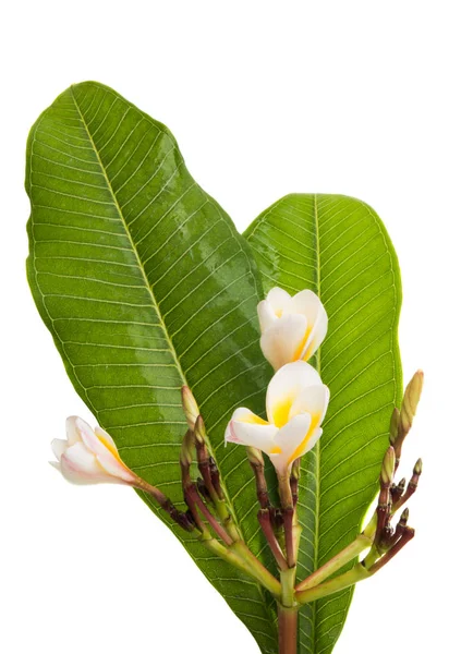 Frangipani Blommor Med Blad Vit Bakgrund — Stockfoto