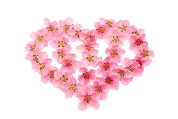 Coração Flores Sakura Isolado Fundo Branco — Fotografia de Stock