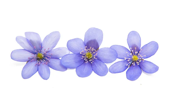 Primavera Flor Azul Aislada Sobre Fondo Blanco —  Fotos de Stock