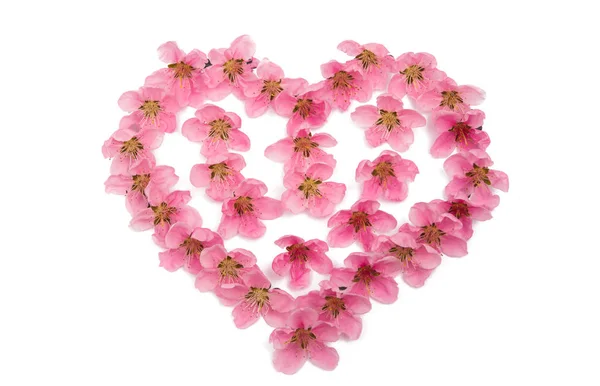 Srdce Květy Sakura Izolovaných Bílém Pozadí — Stock fotografie