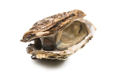 Beyaz arka plan üzerinde izole istiridye