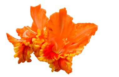 Beyaz arka plan üzerinde izole Glayöl çiçek