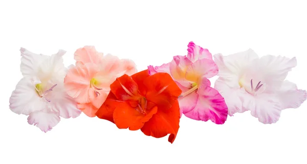 Gladiolus Flowers Isolated White Background — Stock Photo, Image