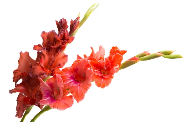 Gladiolus Virágok Elszigetelt Fehér Background — Stock Fotó